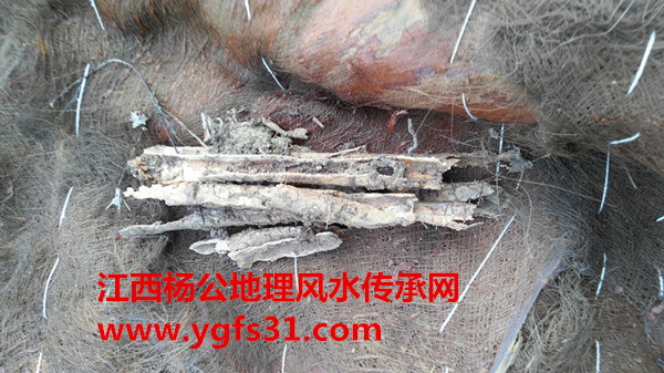 本门挖坟迁坟墓风水实例
